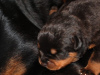 Additional photos: Rottweiler puppies for sale