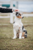 Photo №3. Gorgeous Australian Shepherd puppy. Belarus