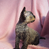 Photo №3. female devon rex. Poland