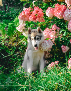Photo №4. I will sell siberian husky in the city of Permian. breeder - price - 195$