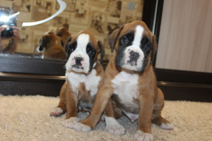 Photo №2 to announcement № 2486 for the sale of boxer - buy in Russian Federation from nursery, breeder