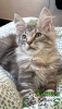 Photo №3. Maine Coon Boy ready to move in. Russian Federation