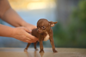 Photo №4. I will sell chihuahua in the city of Novorossiysk. breeder - price - negotiated