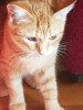 Additional photos: Red cat, kitten Orange, looking for a family!