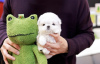 Photo №4. I will sell maltese dog in the city of Charlotte. breeder - price - 450$