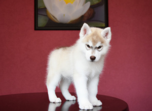 Photo №2 to announcement № 6875 for the sale of siberian husky - buy in Russian Federation from nursery