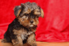 Photo №2 to announcement № 48694 for the sale of yorkshire terrier - buy in United States private announcement