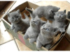 Photo №2 to announcement № 46472 for the sale of british shorthair - buy in Russian Federation private announcement