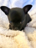 Additional photos: Chihuahua puppies