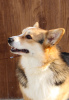 Photo №4. I will sell welsh corgi in the city of Balakovo. private announcement - price - negotiated