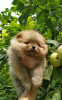 Photo №4. I will sell pomeranian in the city of Warsaw. private announcement - price - 919$