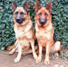 Photo №4. I will sell german shepherd in the city of Бендеры. private announcement - price - negotiated
