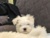 Photo №4. I will sell maltese dog in the city of Москва. private announcement - price - 2$