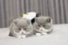 Photo №2 to announcement № 95075 for the sale of british shorthair - buy in Germany private announcement