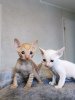 Photo №1. cornish rex - for sale in the city of Helsingby | 338$ | Announcement № 72823