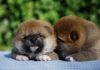 Photo №3. Shiba Inu puppies. Belarus