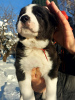Photo №4. I will sell central asian shepherd dog in the city of Фаниполь. breeder - price - 500$