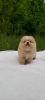 Photo №3. POMERANIAN. Belarus