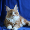 Photo №1. maine coon - for sale in the city of St. Petersburg | 1217$ | Announcement № 9526