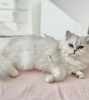 Photo №1. persian cat - for sale in the city of Laredo | 250$ | Announcement № 102799