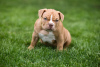 Additional photos: American Bully puppies for sale