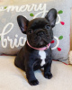 Photo №1. french bulldog - for sale in the city of Дрезден | 350$ | Announcement № 117663