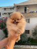 Photo №2 to announcement № 62691 for the sale of pomeranian - buy in Croatia from nursery