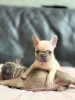 Photo №3. Vet checked French Bulldog puppies for sale. Germany