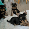 Photo №1. non-pedigree dogs - for sale in the city of Jersey City | 750$ | Announcement № 36933