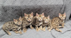 Photo №1. bengal cat - for sale in the city of Berlin | negotiated | Announcement № 117746