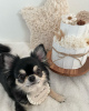 Photo №3. CHIHUAHUA PUPPIES. United States