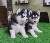 Photo №1. siberian husky - for sale in the city of Berlin | 264$ | Announcement № 43595