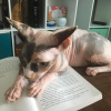 Photo №1. sphynx cat - for sale in the city of Canberra | 780$ | Announcement № 25622