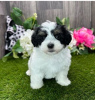 Photo №1. havanese dog - for sale in the city of Manila | negotiated | Announcement № 51500