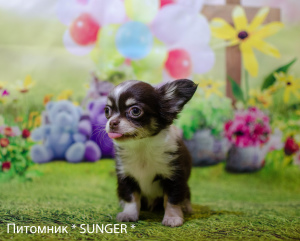Photo №4. I will sell chihuahua in the city of Krivoy Rog. from nursery - price - 330$