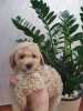 Photo №1. poodle (dwarf) - for sale in the city of Belgrade | 634$ | Announcement № 124057