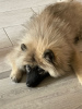 Photo №1. german spitz - for sale in the city of Бердск | Is free | Announcement № 51485