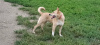 Photo №3. The charming Ryzhulya is looking for a home and an owner.. Russian Federation