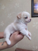 Photo №1. chihuahua - for sale in the city of Minsk | 238$ | Announcement № 11009