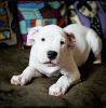 Photo №4. I will sell dogo argentino in the city of Москва. private announcement - price - negotiated