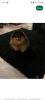 Photo №4. I will sell pomeranian in the city of Флорида Сити. private announcement - price - 400$