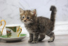 Photo №1. siberian cat - for sale in the city of Антверпен | 211$ | Announcement № 123522