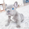 Photo №2 to announcement № 64749 for the sale of french bulldog - buy in Greece private announcement, breeder