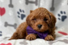 Photo №3. Beautiful Cavapoo Puppies For free adoption. Germany