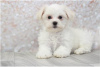 Photo №1. maltese dog - for sale in the city of Berlin | negotiated | Announcement № 115863