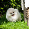 Photo №1. pomeranian - for sale in the city of Leipzig | 380$ | Announcement № 120184