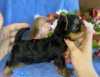 Photo №2 to announcement № 20568 for the sale of yorkshire terrier - buy in United States breeder