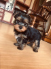 Photo №1. yorkshire terrier - for sale in the city of Kiev | 365$ | Announcement № 10580