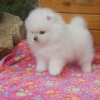 Photo №1. pomeranian - for sale in the city of Bonn | 380$ | Announcement № 118241