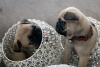 Photo №4. I will sell pug in the city of Leipzig. private announcement - price - 423$